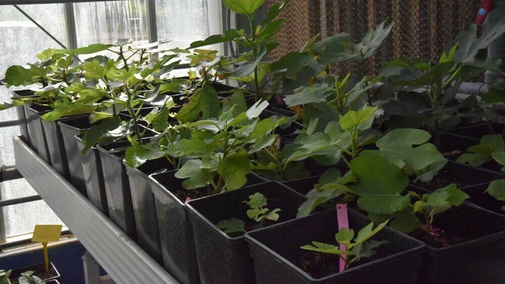 289_higuera_invernadero_proyecto_prima|354_plantas_prima_invernadero_cicytex